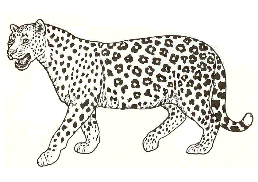 Leopard Coloring Page | Coloring Pages for Kids and for Adults