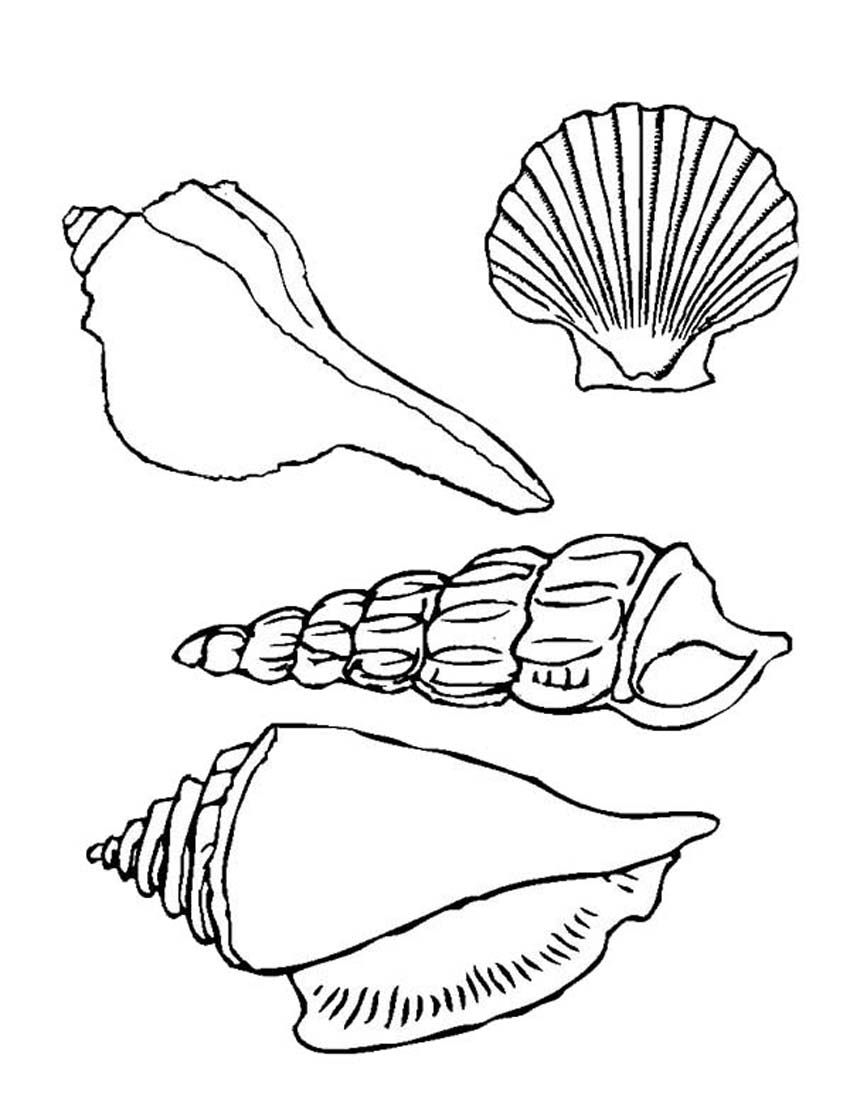Printable Seashell Coloring Pages | Coloring Me