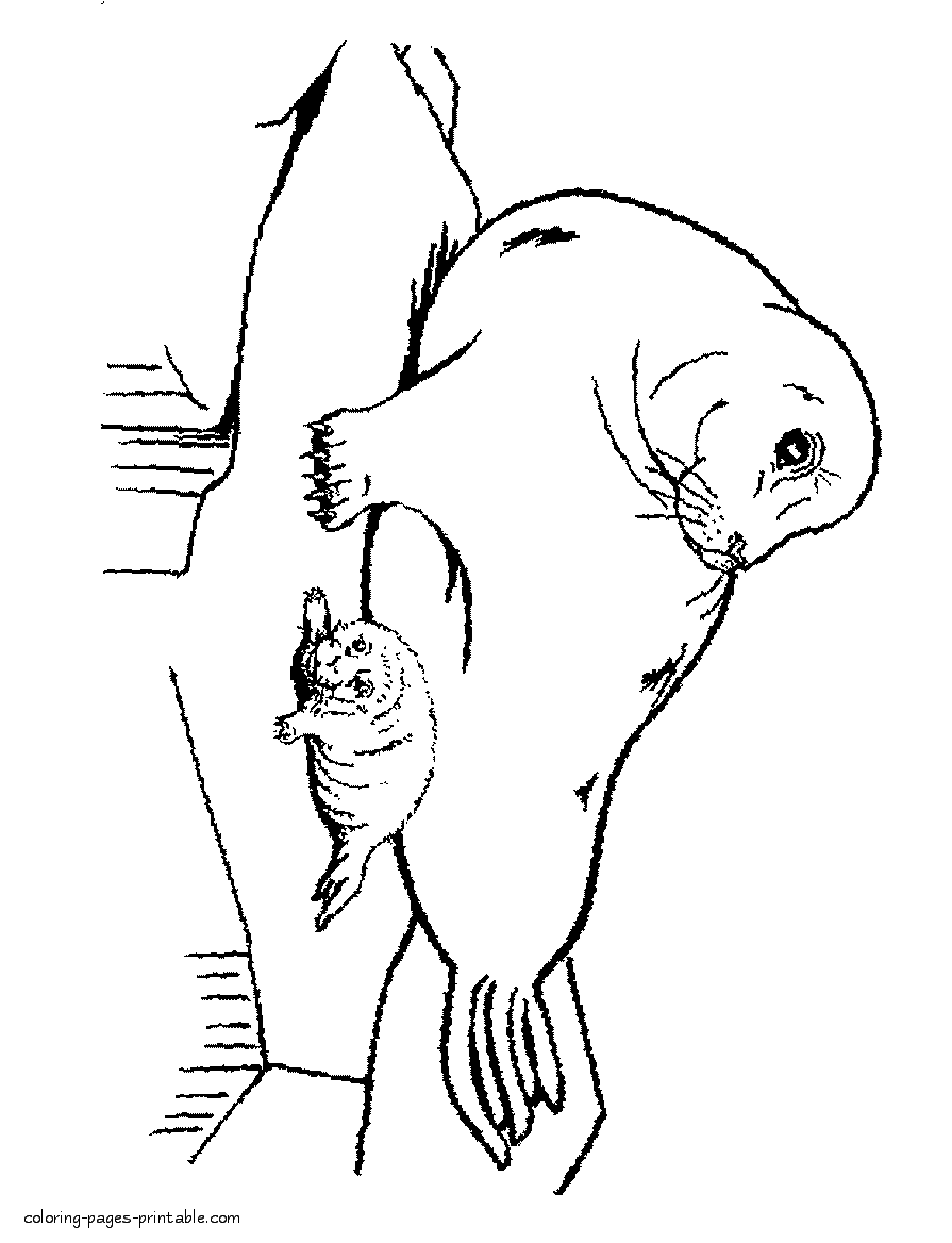 Animal Coloring Pages Seal | Coloring Pages For All Ages