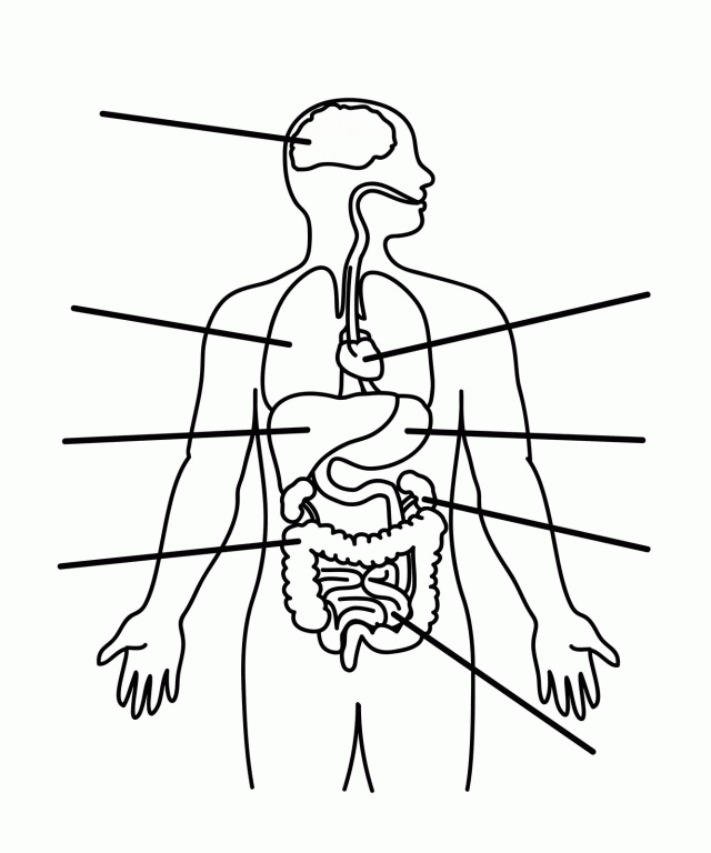 Free Preschoolers Coloring Pages Of The Human Body Download Free 