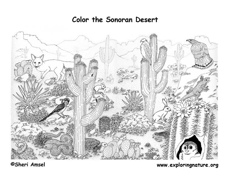 Free Desert Animals Coloring Pages, Download Free Desert Animals