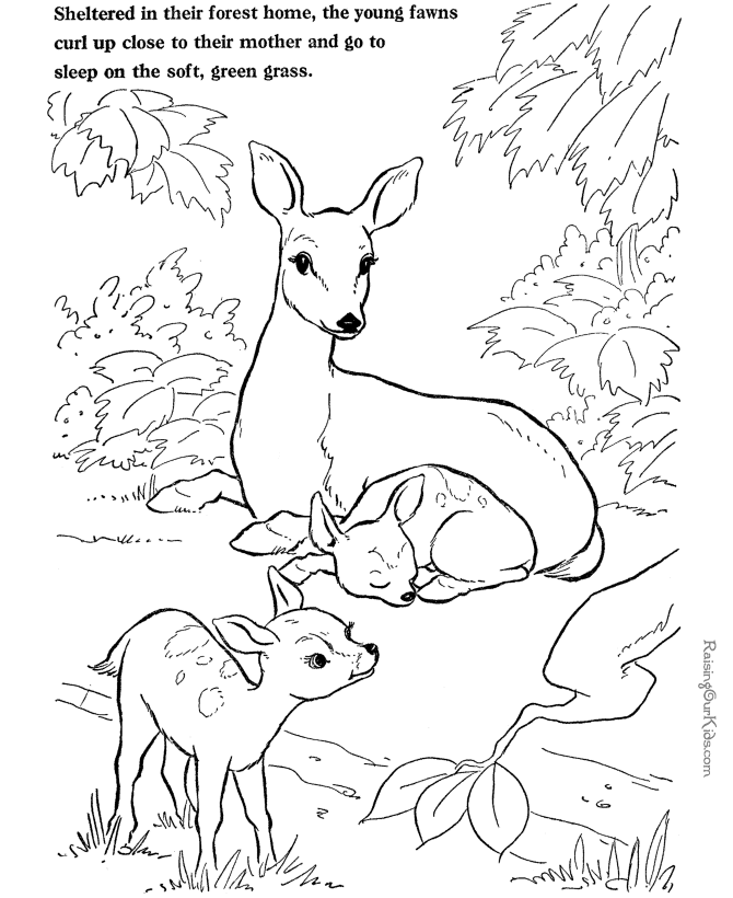 Farm Animal Coloring Sheet - Deer Picture