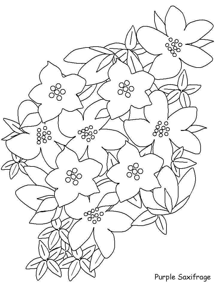 Purplesaxifrage Flowers Coloring Pages  Coloring Book