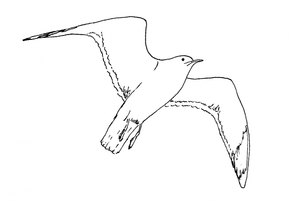 Viewing Gallery For Cute Worm Coloring Page Seagull
