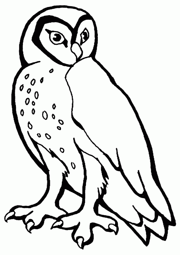 Owl | Free Printable Coloring Pages