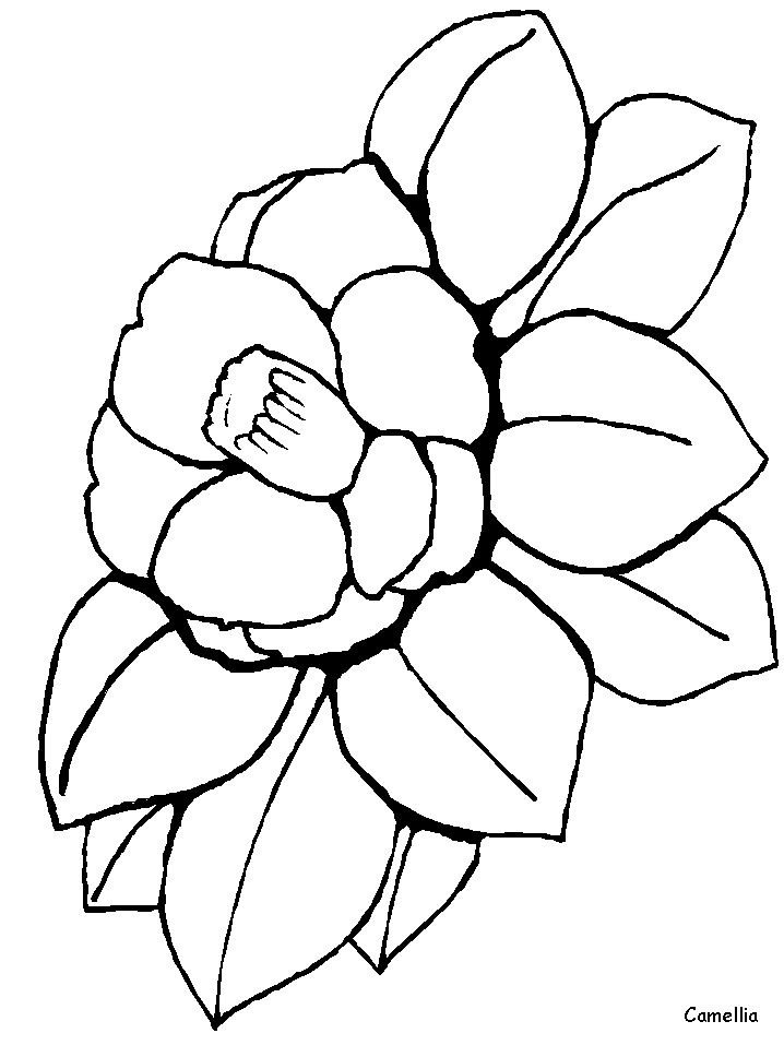 Camellia Flowers Coloring Pages  Coloring Book