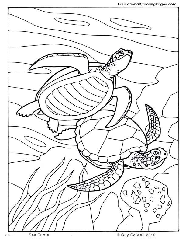 sea turtle coloring pages | Animal 