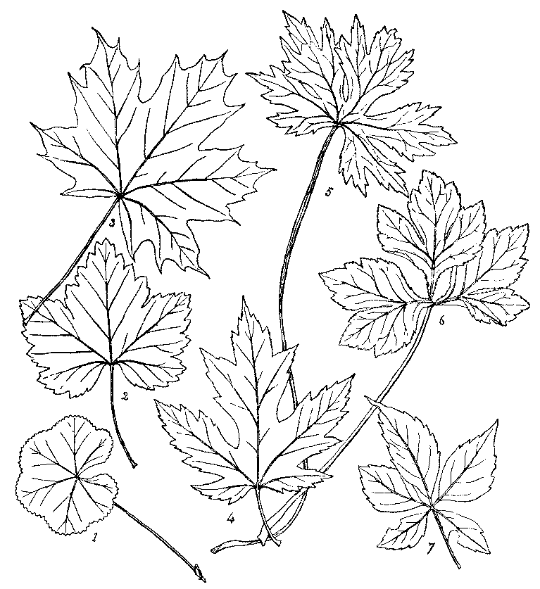 fig 24