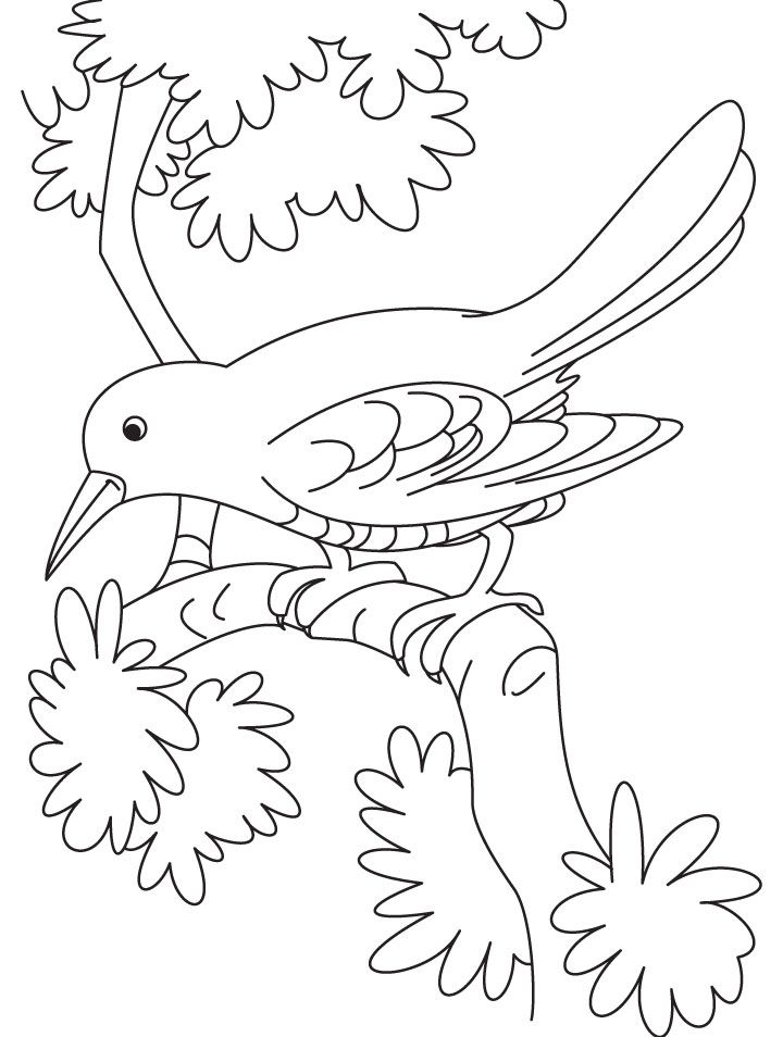 sad cuckoo bird sitting on a branch coloring page | Download Free