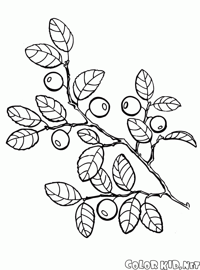 Coloring page - Blueberries