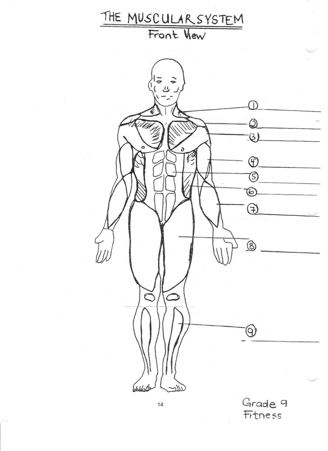 free-muscular-system-coloring-pages-download-free-muscular-system-coloring-pages-png-images