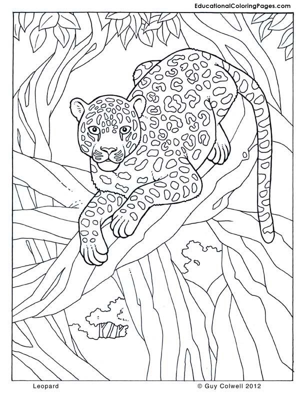 Free Jungle Coloring Sheets, Download Free Jungle Coloring Sheets png