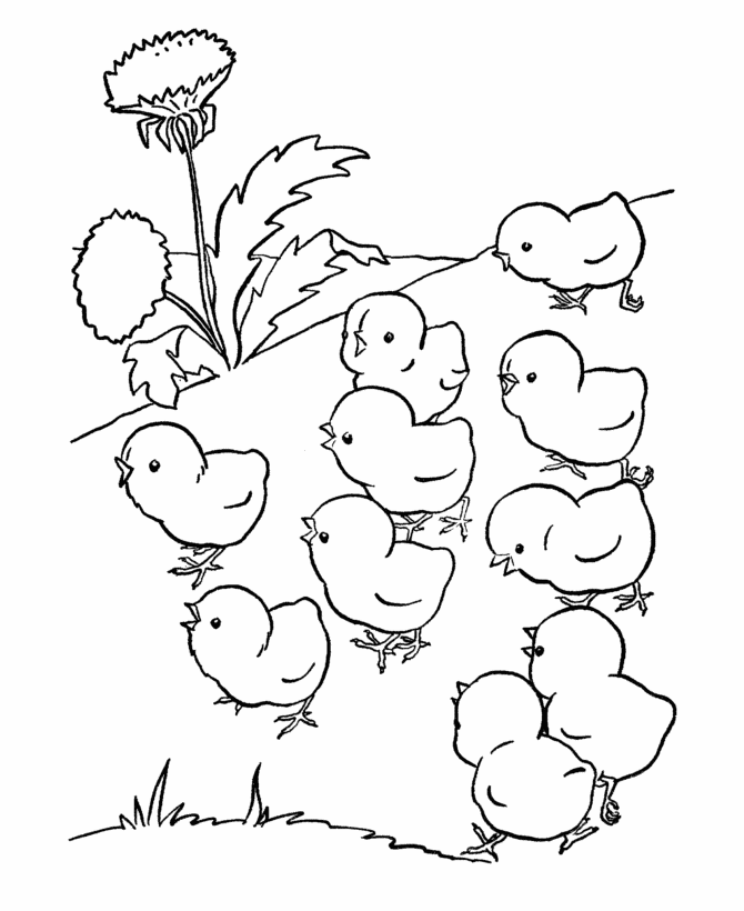 Farm Animal Coloring Pages | Baby Chicks Coloring Page and Kids