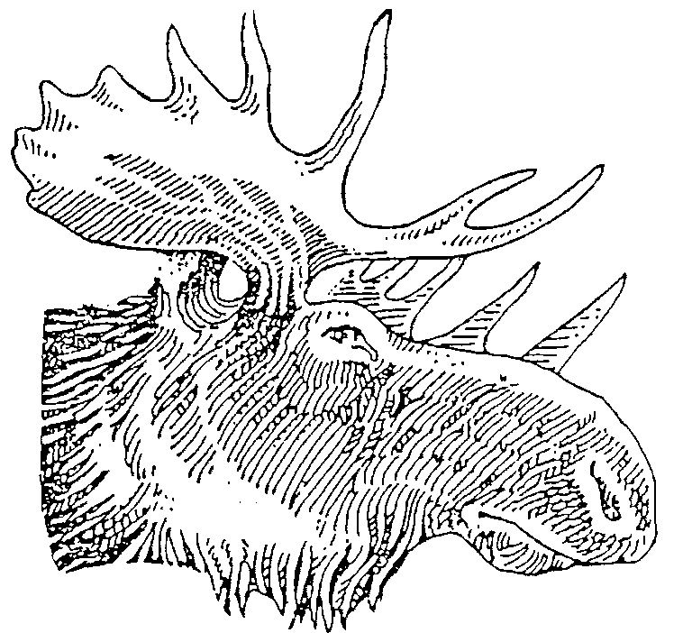 Featured image of post Moose Head Drawing Free printable moose head pattern