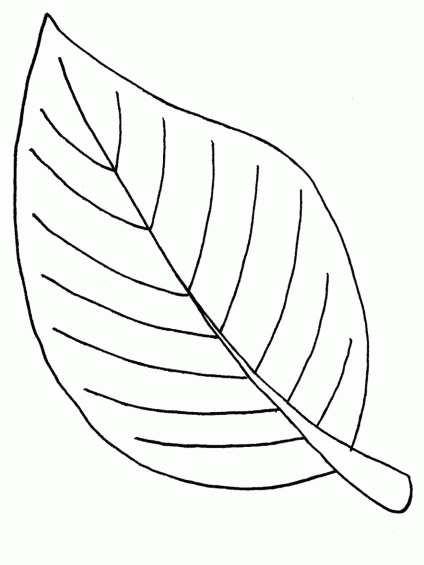 Related Leaf Coloring Pages, Leaf Coloring Pages Palm