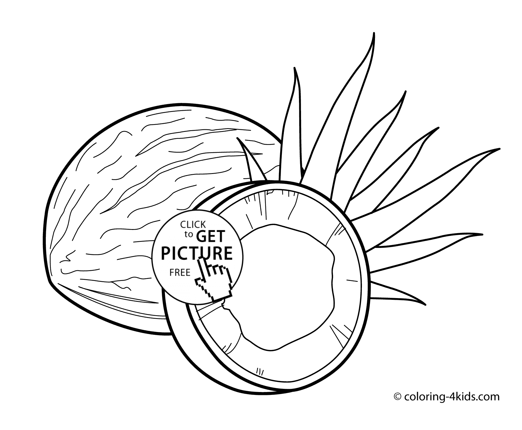 Coconuts fruits| Coloring Pages for Kids, printable free | coloing
