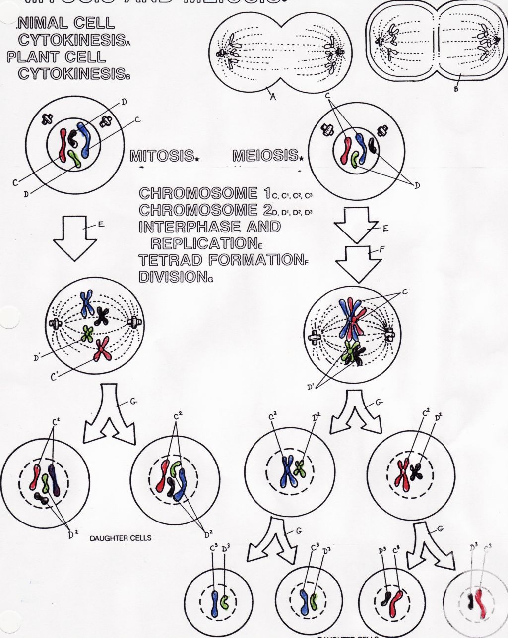 mitosis coloring worksheet