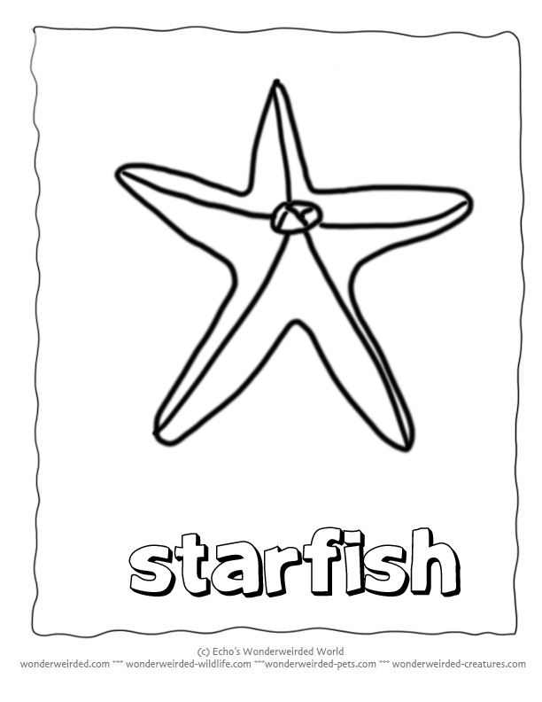 Starfish Coloring Pages, Echos Sealife Coloring Pages of Starfish