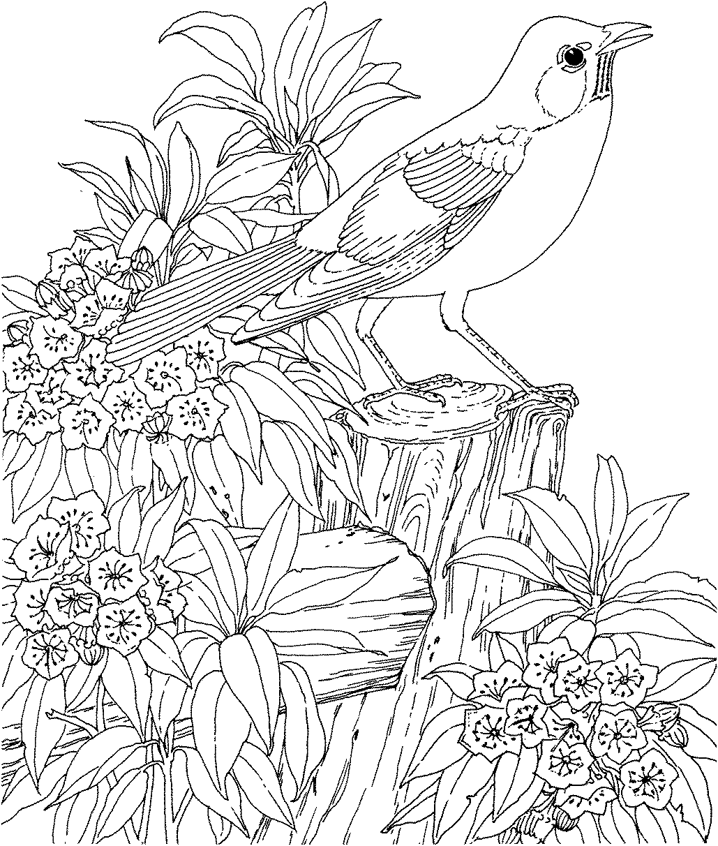 Free Birds And Flowers Coloring Pages, Download Free Birds And ...