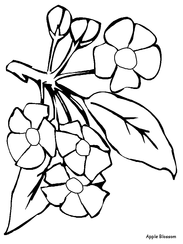 Apple Blossom Coloring Pages | Flowers Coloring Sheets for Kids