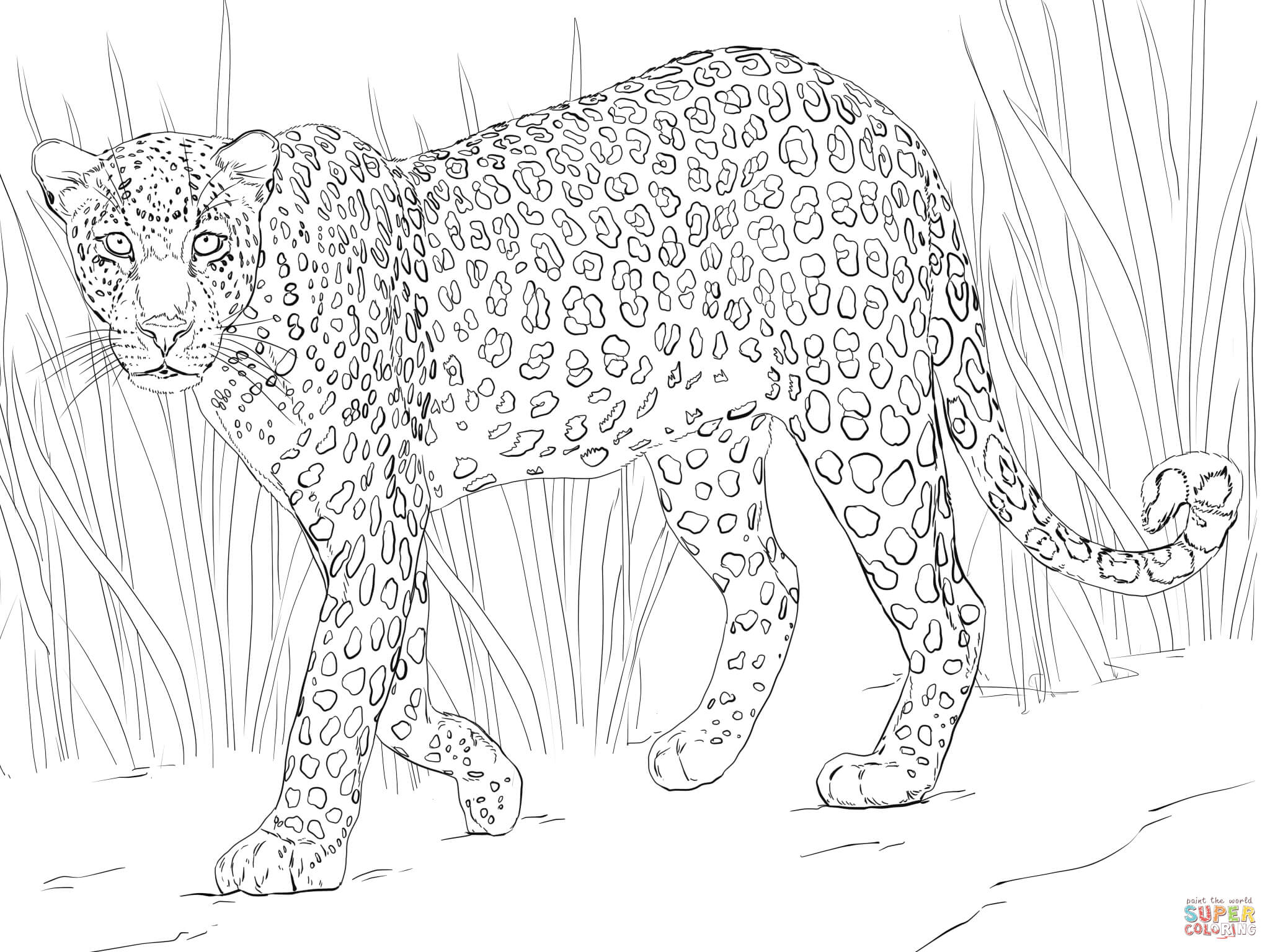 African Leopard coloring page | Free Printable Coloring Pages