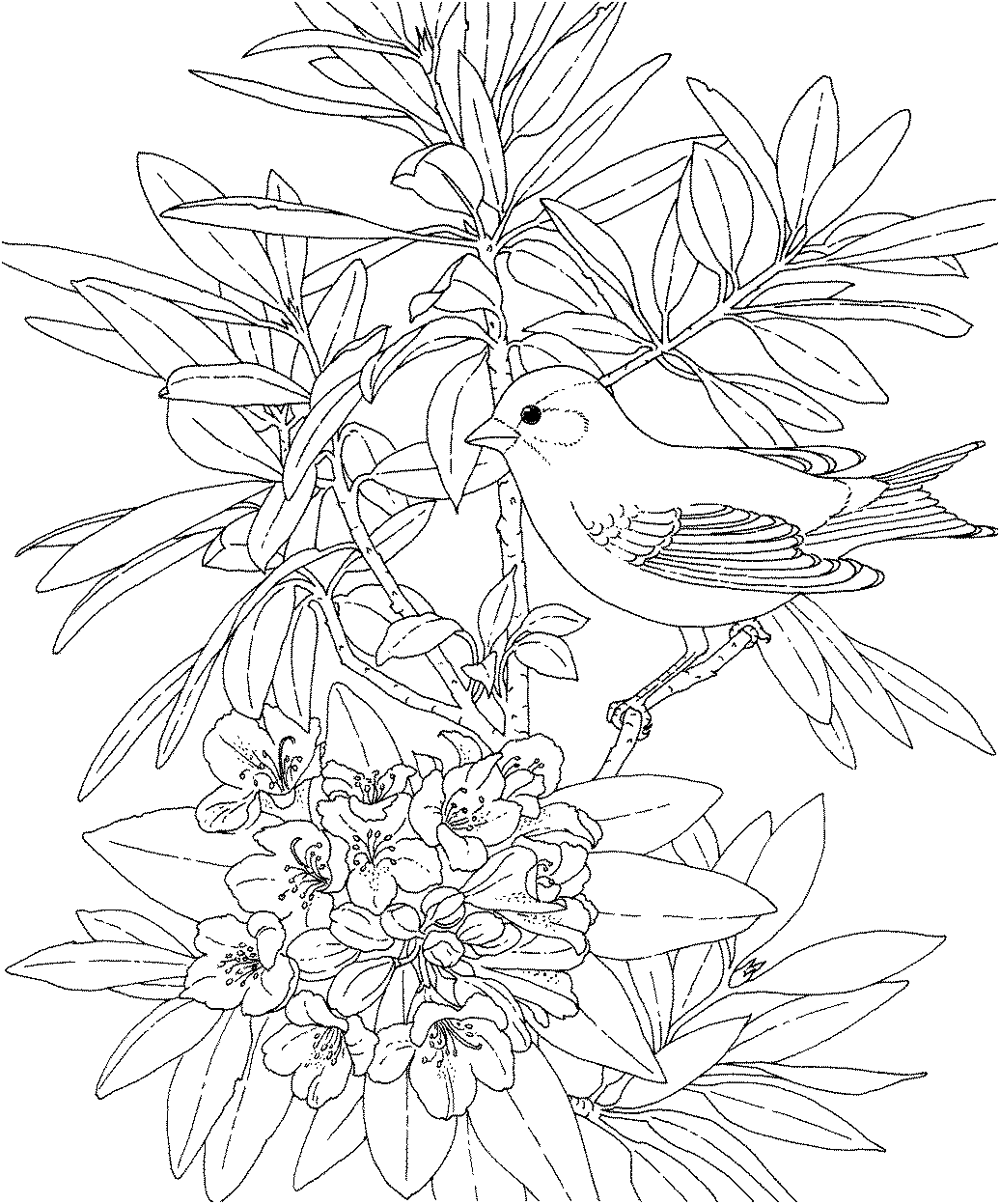  Bird And Flower Coloring Pages Printable Free