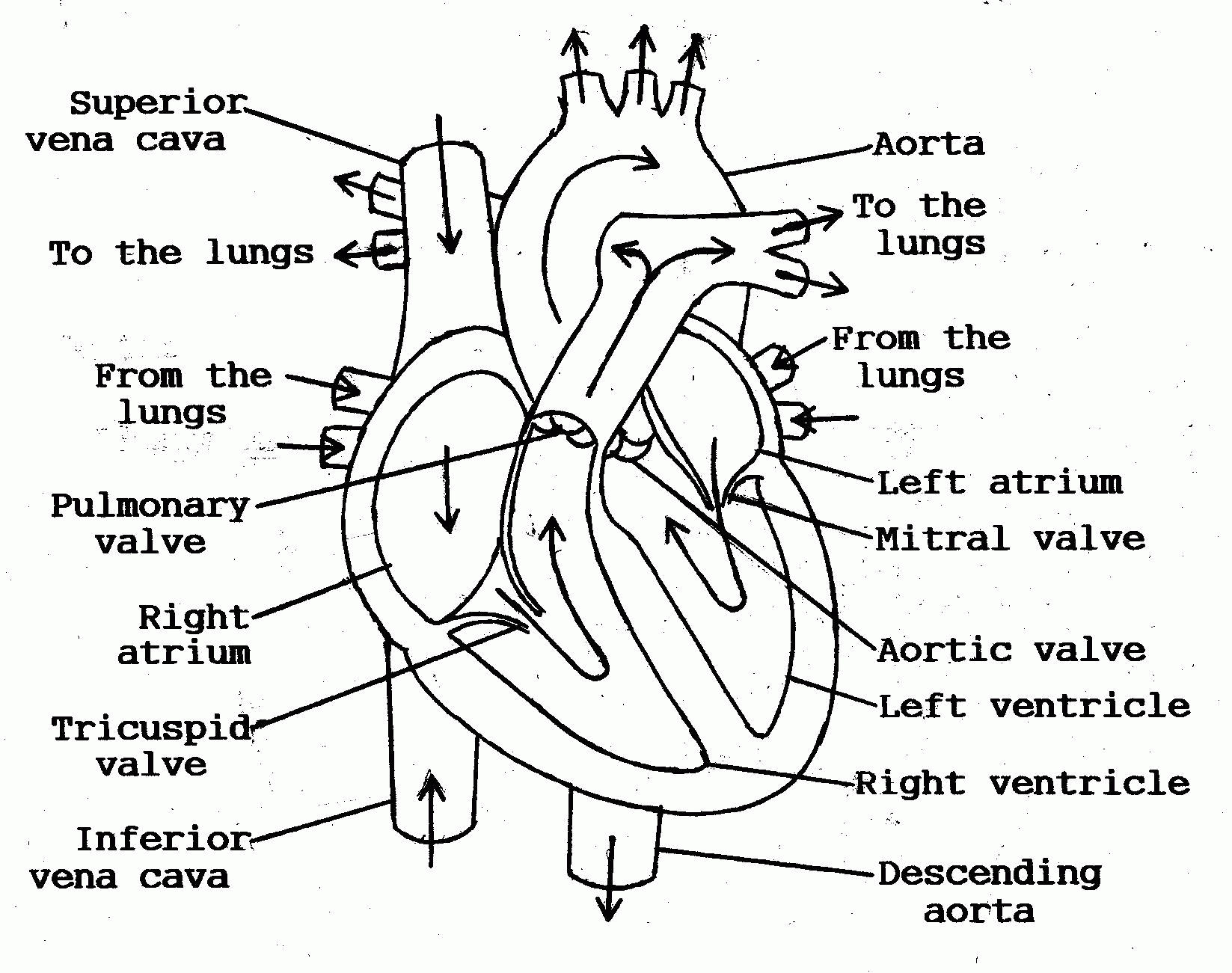 Flow Chart Of Blood Circulation In Human Heart