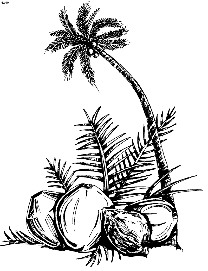 Coconut Palm Tree Coloring Page | High Quality Coloring Pages