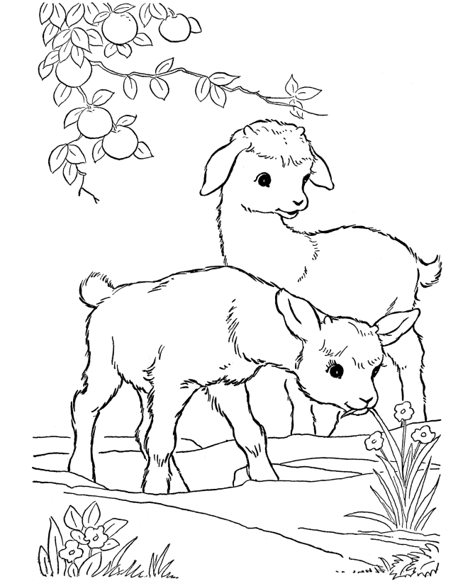 Cute Goat Coloring Pages Clip Art Library