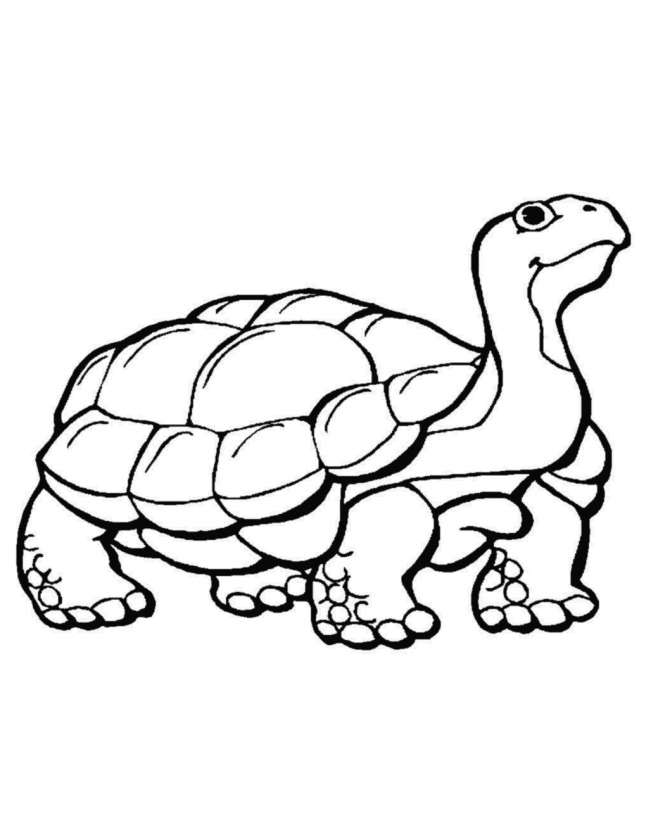 pencil sketch of a tortoise - Clip Art Library
