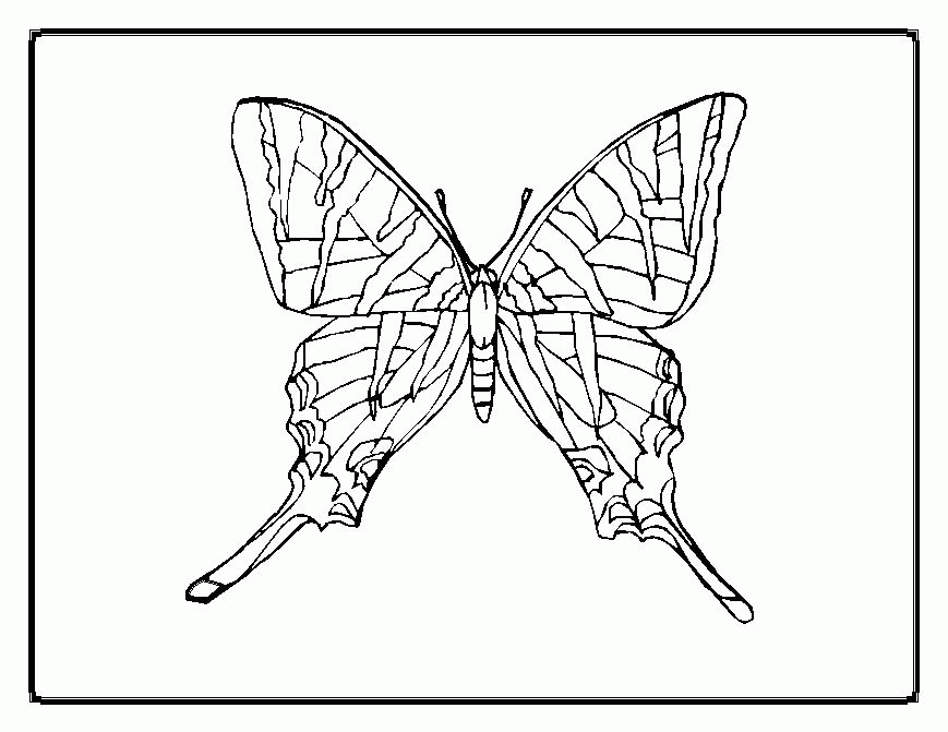 Butterfly Coloring Pages