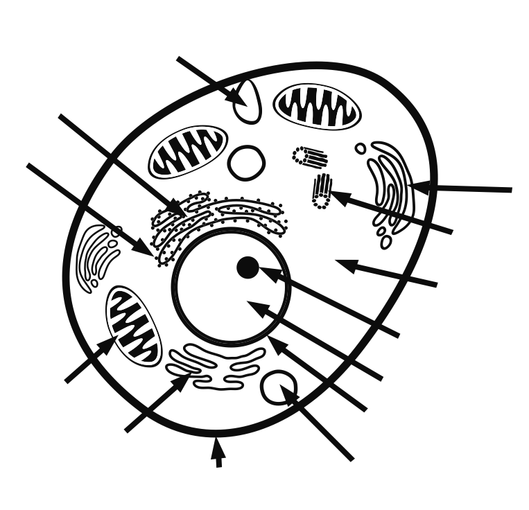coloring animal cell without labels - Clip Art Library