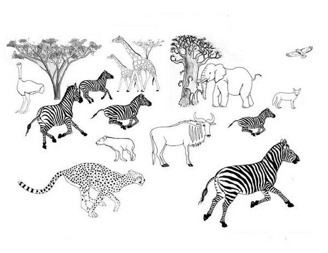 savannah animal coloring pages - Clip Art Library