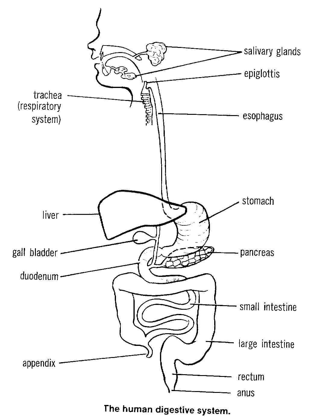 digestive system coloring page - Clip Art Library Inside Digestive System Worksheet High School