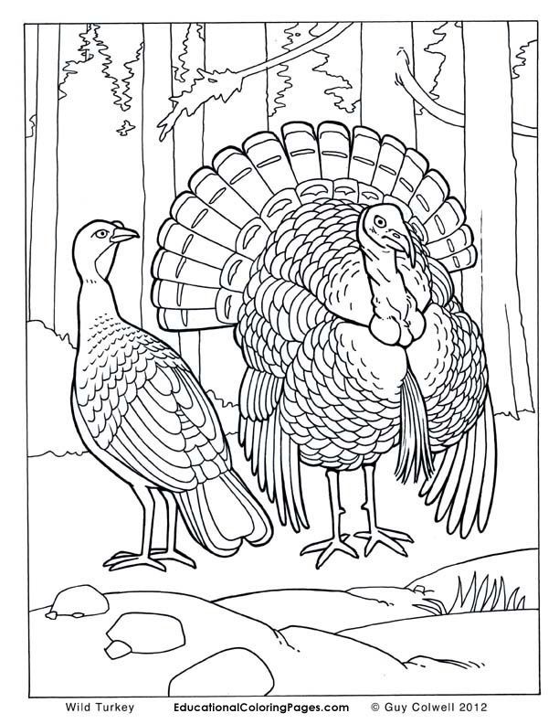 turkey | Turkey Drawing, Wild Turkey and Turkey