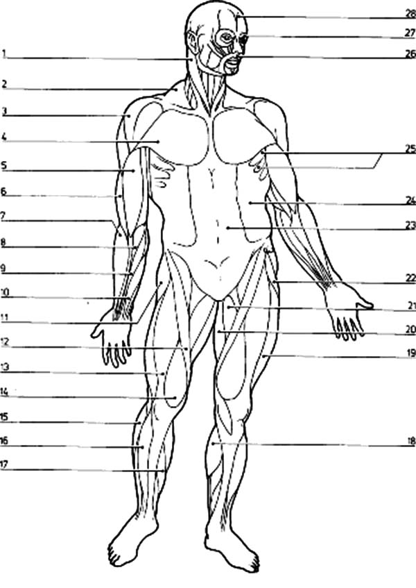 anatomy-coloring-sheets-muscles-clip-art-library