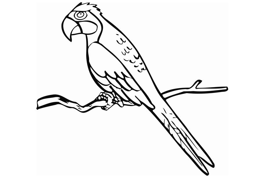 imagenes de papagayo para colorear - Clip Art Library