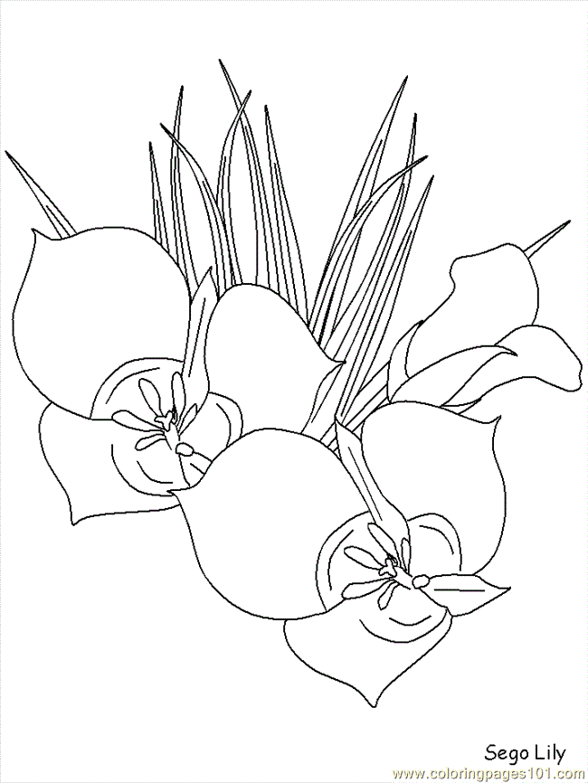realistic flowers Colouring Pages