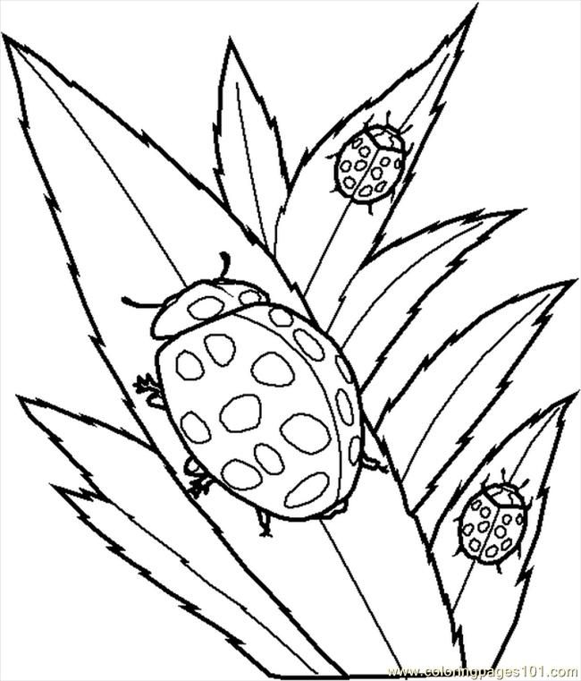 Coloring Pages Insects Bugs