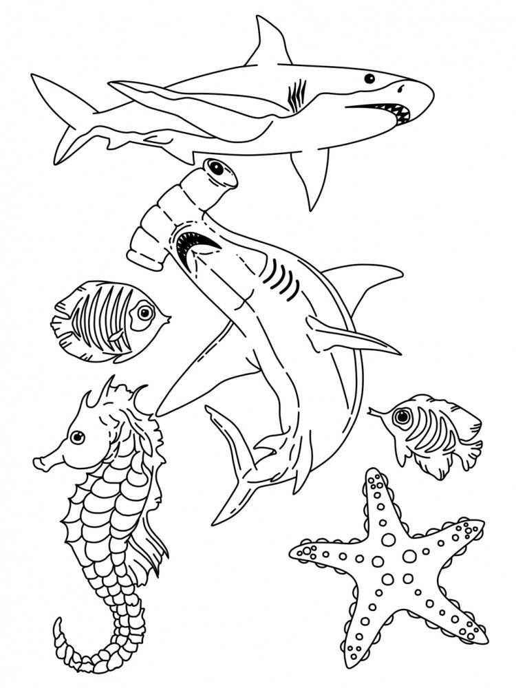 Free Sea Life Coloring Page, Download Free Sea Life Coloring Page png