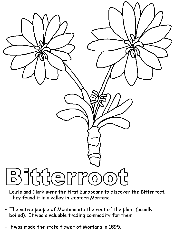 Bitterroot coloring page