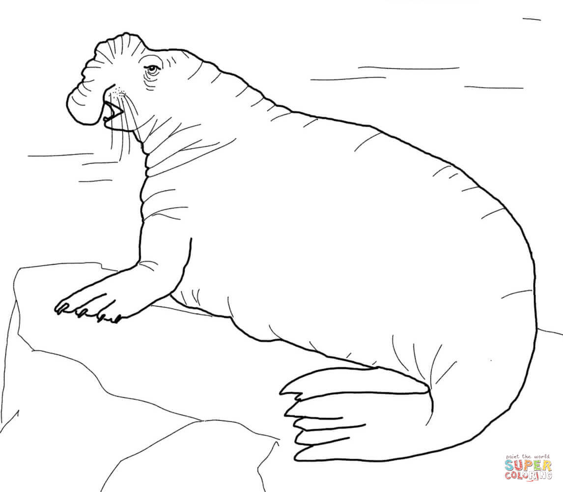 Southern Elephant Seal coloring page | Free Printable Coloring Pages