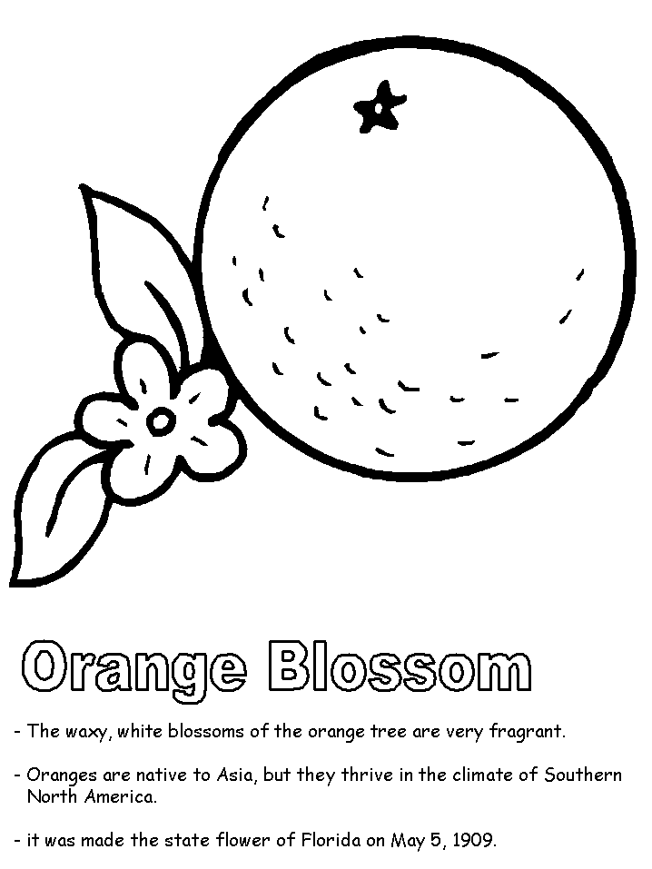 Orange Blossom coloring page