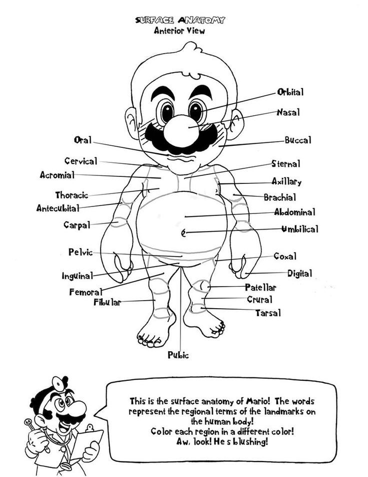 new-coloring-pages-heart-anatomy-coloring-pages-kids-70-best-heart