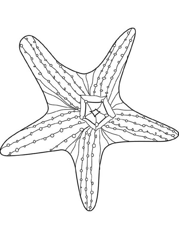 Awesome Starfish Coloring Page | Kids Play Color