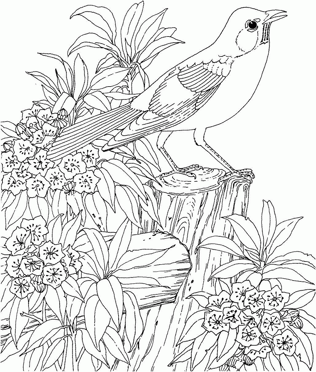 Free Adult Coloring Pages Free Spring Download Free Clip Art