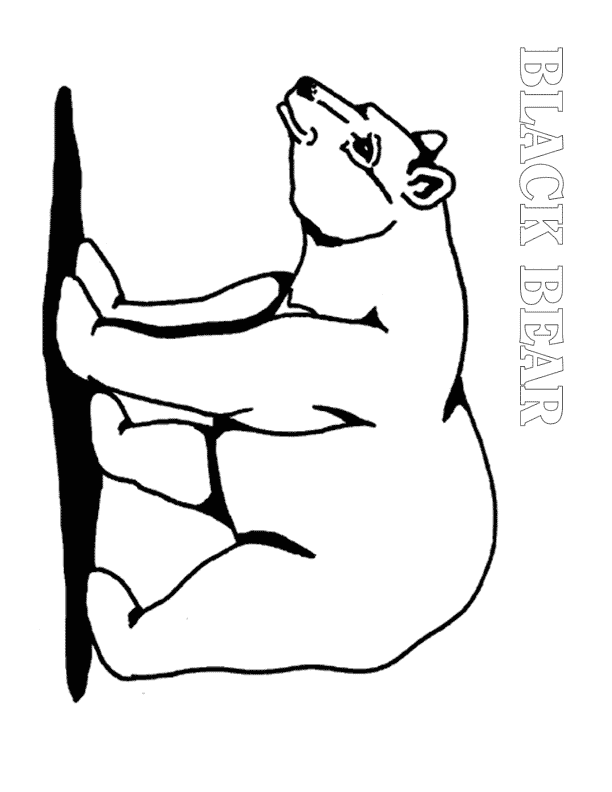 Printable Black Bear Coloring Pages Clip Art Library