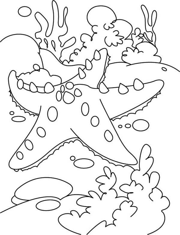 Starfish Coloring Pages |Clipart Library