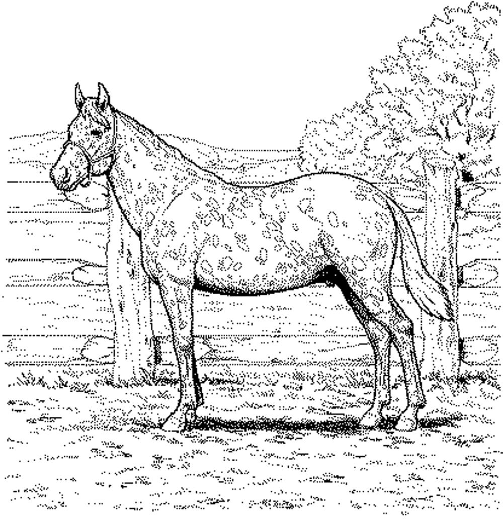 Featured image of post Realistic Horse And Rider Coloring Pages / Print out this page and color it with crayola® crayons or markers.