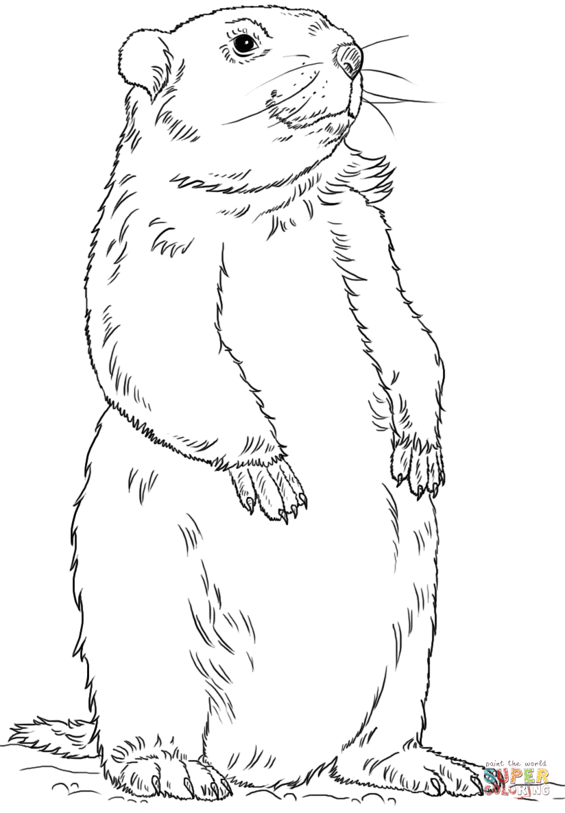 marmota de colorat Clip Art Library